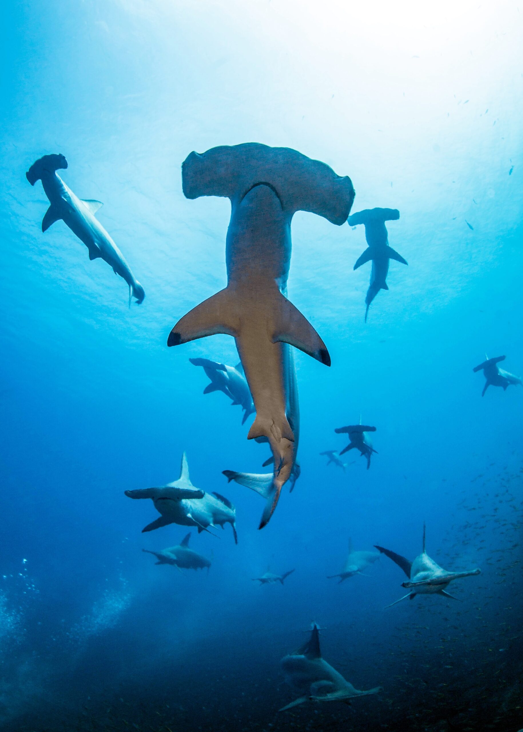 https://www.oceans5.org/wp-content/uploads/2026/02/OceanImageBank_MasayukiAgawa_6-scaled.jpg